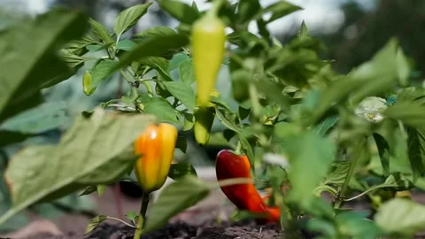 Close up of Rows plantation of ripe bell pepper on a farm. Unripe Green papri Stock Footage 136419305