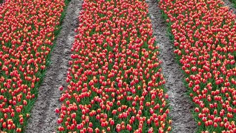 Close up of rows red and yellow tulips. Stock Footage 307104900