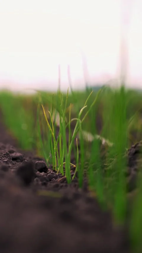 Close-up. rows of sown young onion grow on the field. young green sprouts stick Stock Footage 319779985