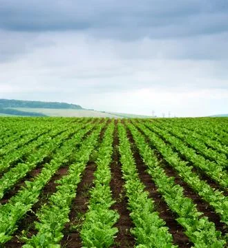 Close up of rows sugar beet at field, hills landscape with cloudy sky on back Stock Photos