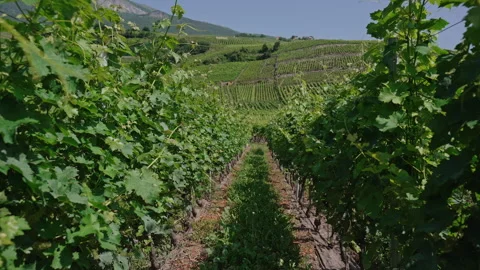 Close-Up Rows of Swiss Vineyard in Summer Sunlight Vídeos de archivo 313116650