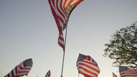 Close-up of the rows of waving flags within lush greenish lawn and sunset skies Stock Footage 169001483
