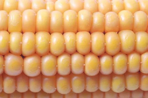 A close-up of rows of yellow corn kernels showcasing a natural pattern and Stock Photos