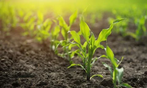 Close up rows of young corn shoots on organic cornfield of black soil. Stock Photos