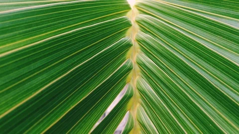 Close up Royal Palm Leaf 스톡 동영상 95530108