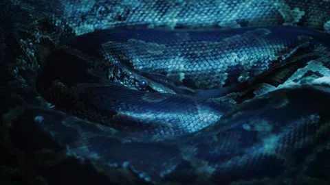 Close up royal python lies curled up in the dark, small python in terrarium Stock Footage 289006900