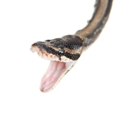 Close up royal python with open mouth. Isolated on white background Stock-Fotos