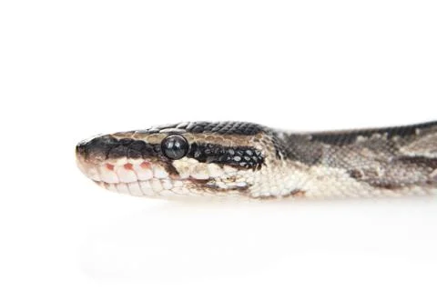 Close up Royal Python, or Ball Python (Python regius) in profile. Isolated on Stock-Fotos