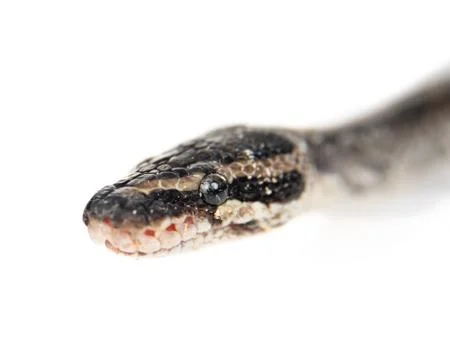 Close up Royal Python, or Ball Python (Python regius) looking at camera. Isol 스톡 사진
