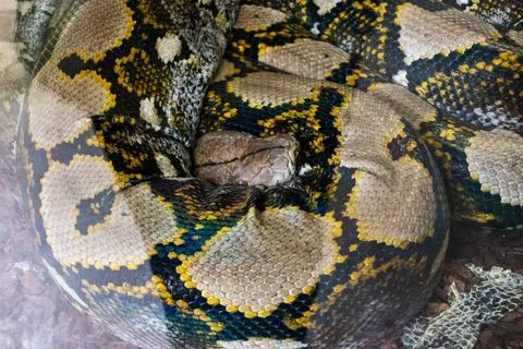 Close up of a royal python 写真素材