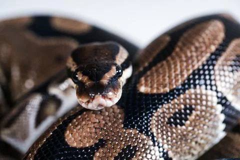 Close-up of a royal python snake. Stock Photos
