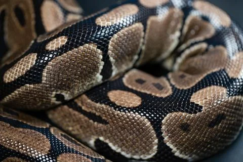 Close-up of a royal python. Snake's skin. Stock-Fotos
