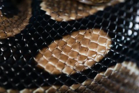 Close-up of a royal python. Snake's skin. Stock-Fotos