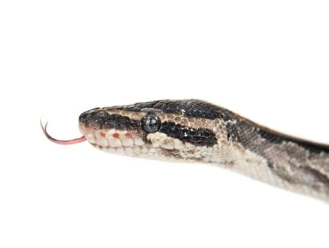 Close up royal python with tongue out. Isolated on white background Photos