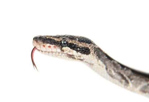 Close up royal python with tongue out. Isolated on white background Photos