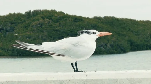Close Up of a royal tern in Keys, Florida Video stock 71832363