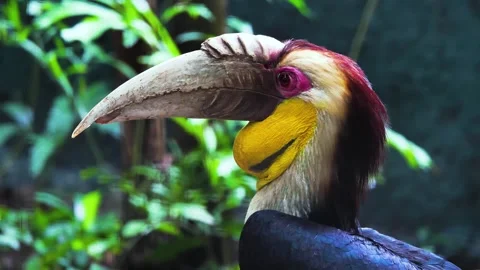 Close-up of a R?ppell's Hornbill, showcasing its vibrant plumage and massiv.. Stock Footage 301067549