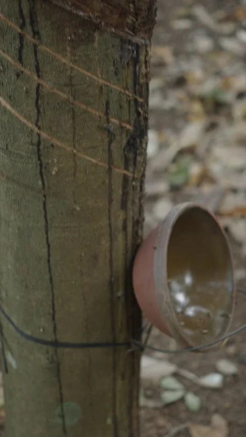 Close-up rubber falling down a tree trunk in a rubber extraction forest in Stock Footage 279777672