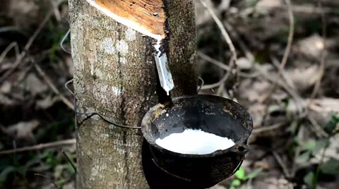 Close-up of the rubber latex drop from rubber tree Stock Footage 57789992