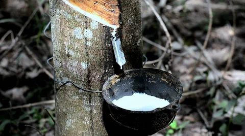 Close-up of the rubber latex drop from rubber tree Stock Footage 67601692