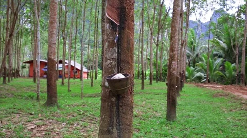 Close-up of the rubber latex drop from rubber tree. Stock Footage 72072211