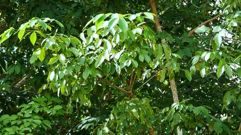 Close up rubber tree forest Stock Footage 120655103