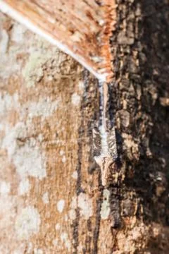 Close up of rubber tree Stock Photos