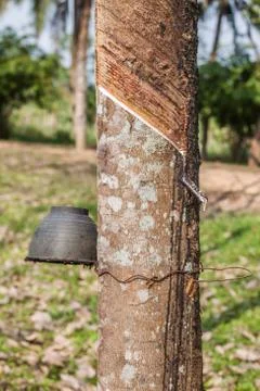 Close up of rubber tree Stock Photos