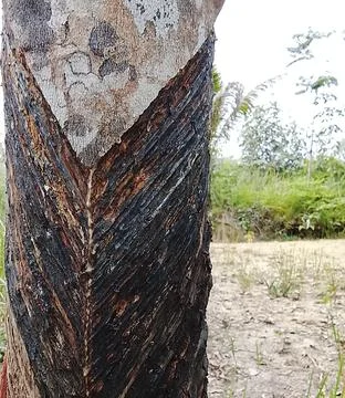 Close Up Rubber Tree Tapping Cut With Copy Space Latex Harvest Stock Photos
