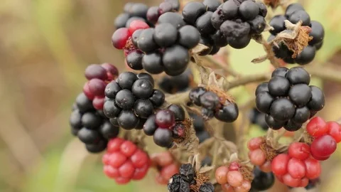 Close-up of Rubus fruticosus fruit video Stock Footage