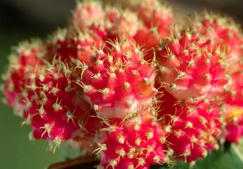 Close-up of Ruby ball cacti or Moon cactus (Gymnocalycium Mihanovichii). Stock Photos