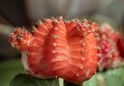 Close-up of Ruby ball cacti or Moon cactus (Gymnocalycium Mihanovichii). Stock Photos