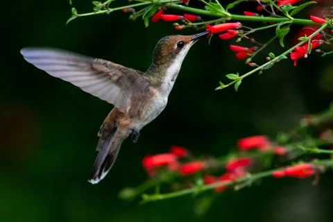 Close up of Ruby Topaz hummingbird feeding on flowers with black background Stock Photos
