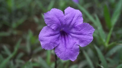 Close up of Ruellia Simplex flowering plant Video stock 287995474