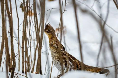 Close up of a Ruffed Grouse Stock Photos
