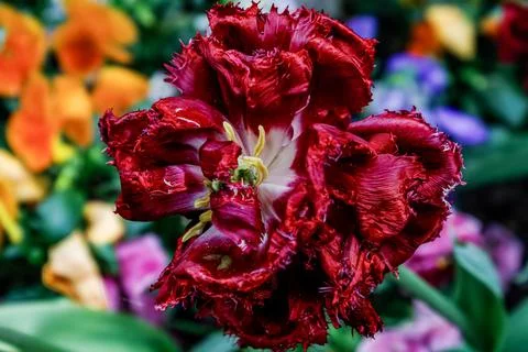 Close-up of a ruffled deep red parrot tulip with water droplets on its petals Stock Photos