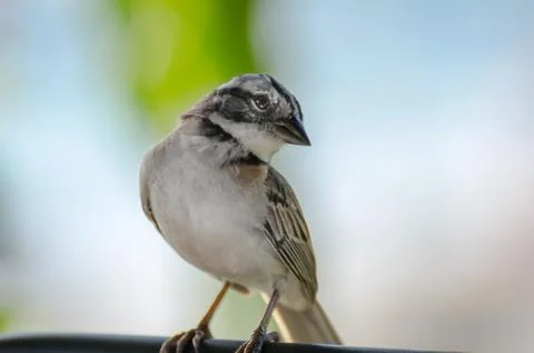 Close up of a rufous collared sparrow perched 库存照片