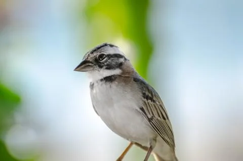 Close up of a rufous collared sparrow perched Stock Photos