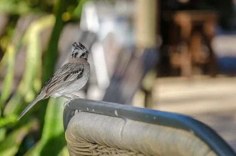 Close up of a rufous collared sparrow perched Stock Photos