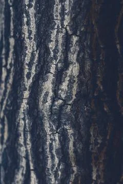 Close-up of rugged dark tree bark with deep vertical grooves and layered texture Stock Photos