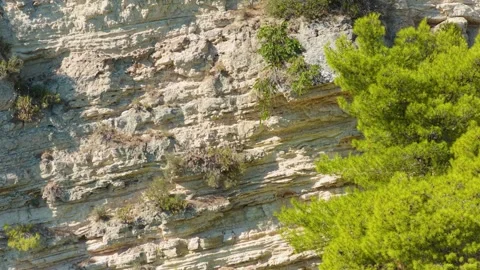 Close-up of rugged limestone cliffs with scattered pine trees and sparse Stock Footage 346723881