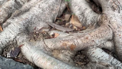 Close-up of rugged stone surface and large weathered tree roots Stock Footage 312855586
