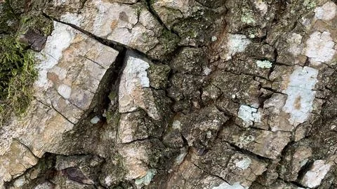 Close-up of rugged tree bark displaying cracked textures, 库存照片