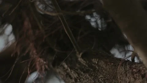 Close-Up of Rugged Tree Bark with Intricate Textures and Surrounding Vegetati Stock Footage 303340284