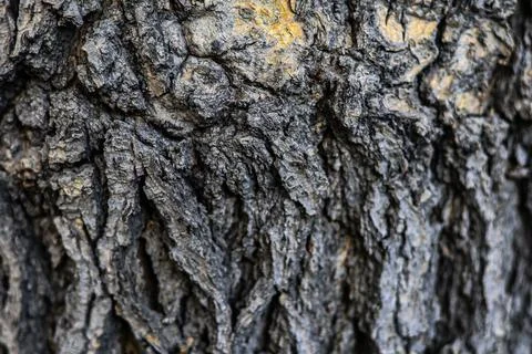 Close-up of rugged tree bark with overlapping layers and deep crevices. Stock Photos