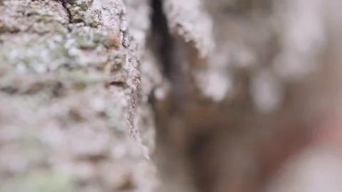 Close-up of rugged tree bark texture with patches of lichen, highlighting Stock Footage 273015943