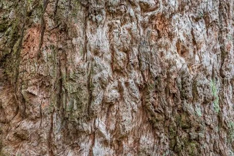 Close up of rugged tree bark texture. Nature background Stock Photos