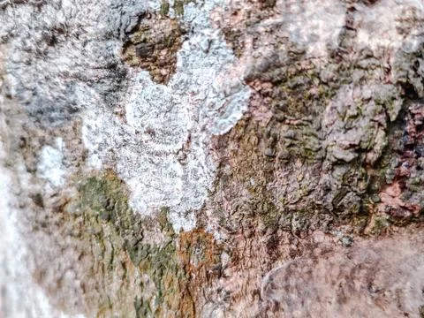 Close-up of rugged tree bark texture with intricate patterns Stock Photos