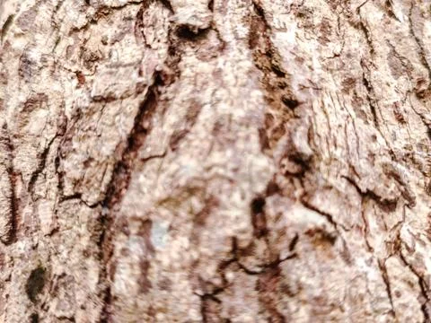 Close-up of rugged tree bark texture with intricate patterns Stock Photos