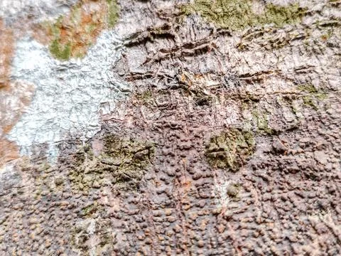 Close-up of rugged tree bark texture with intricate patterns Stock Photos